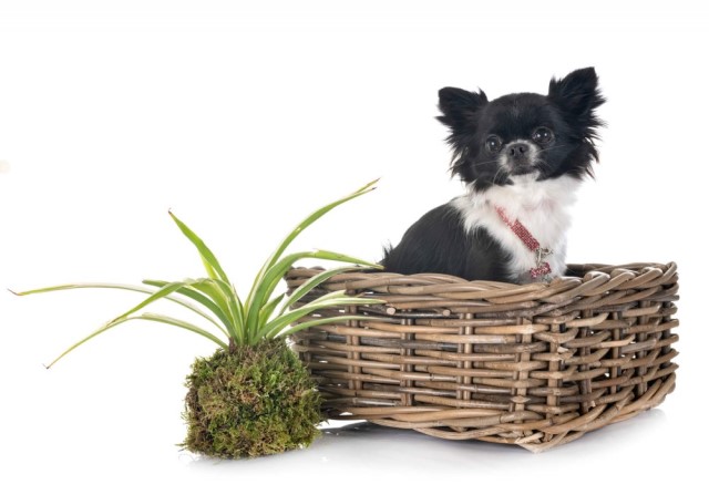 犬が観葉植物を食べてしまった！気をつけないと死に至る危険があります！